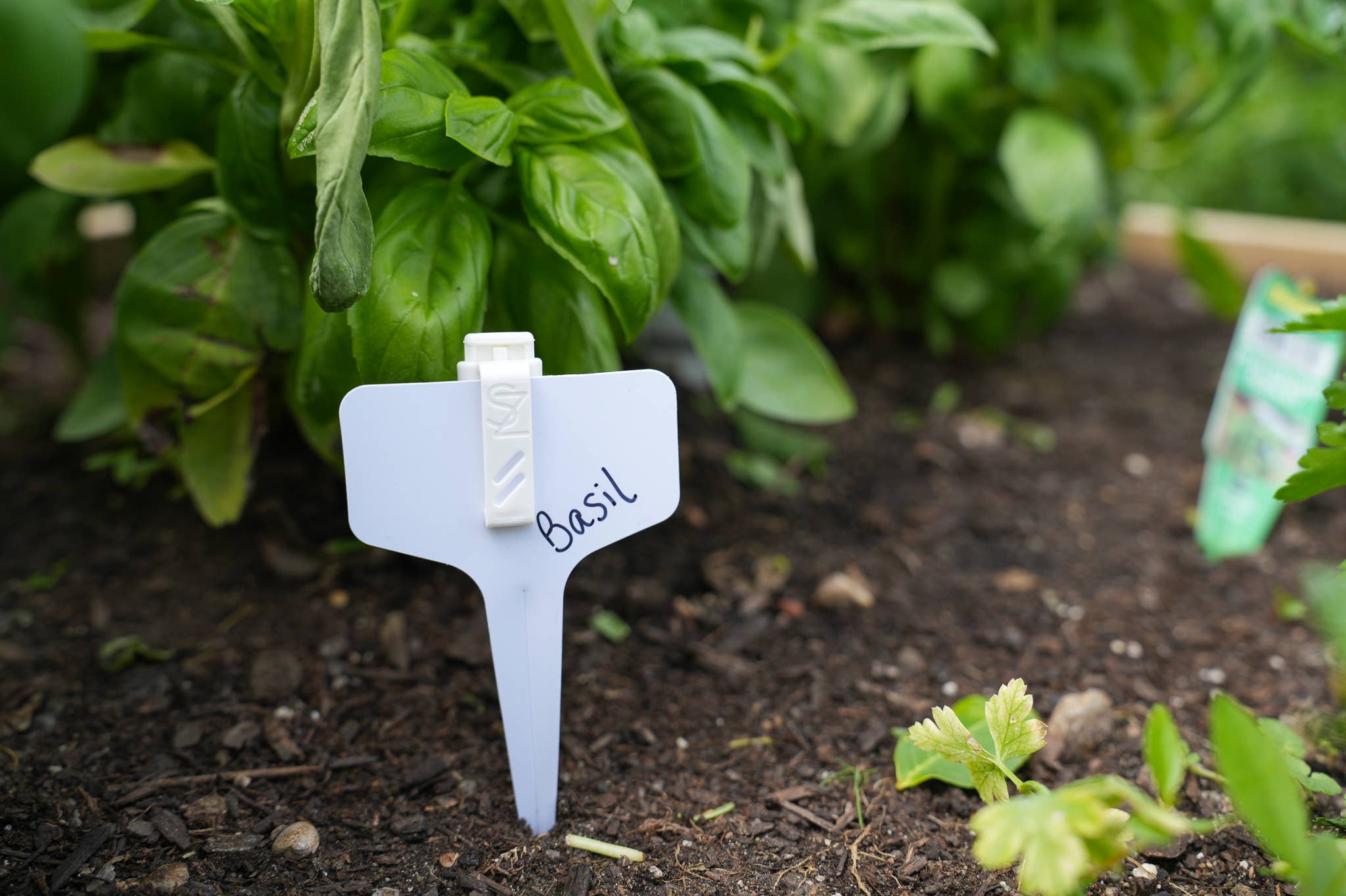 Plant Protect Essential Oil Garden Stake used in a garden setting with plants.