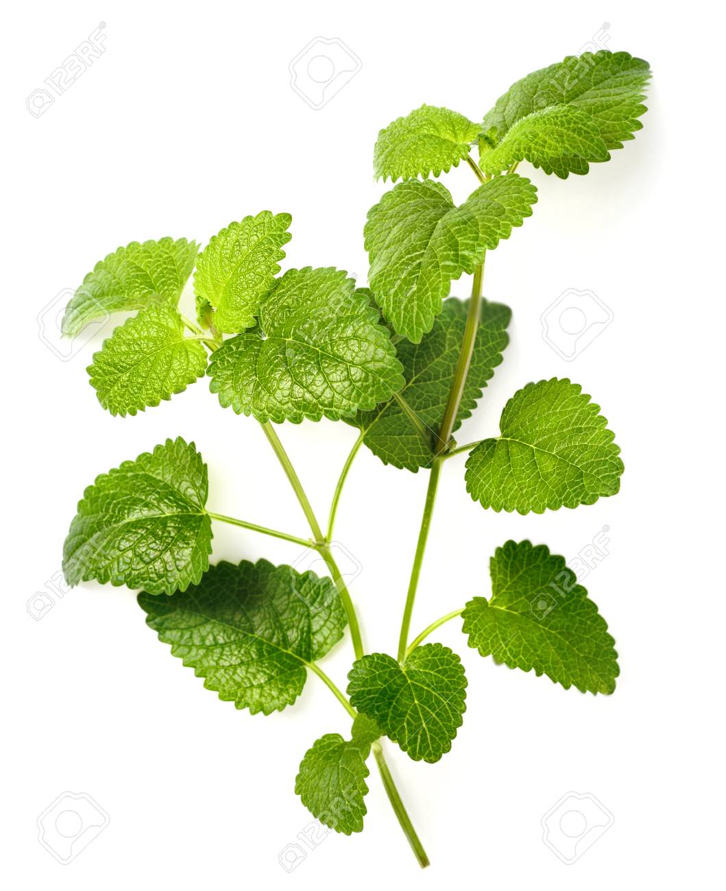 Green leafy plant on a white background
