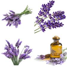 wild crafted and organic pure essential oils since 1995