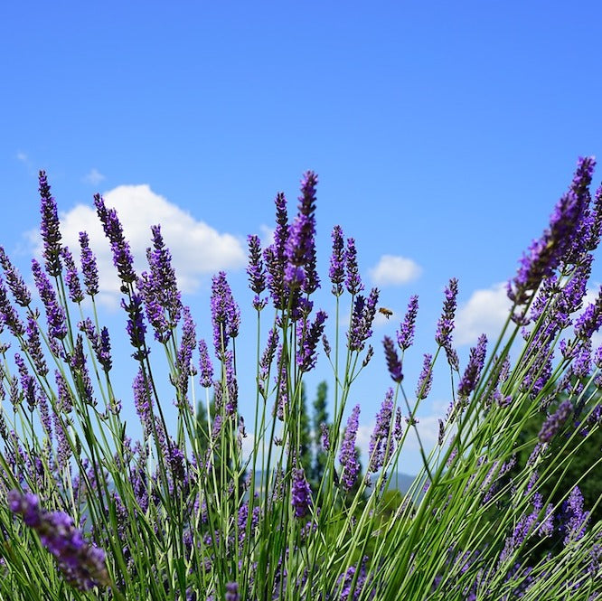 Organic and Wild Lavender essential oil